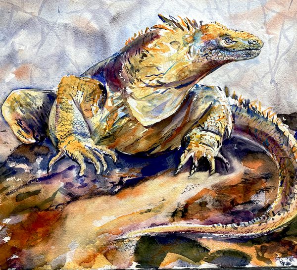 Land iguana, Galapagos by Mary-Anne Bartlett