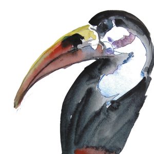Toucan watercolour, Mary-Anne Bartlett